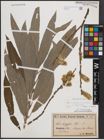 Foto von Salix cinerea L. x Salix viminalis L.